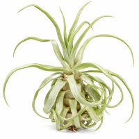 Tillandsia streptophylla M – Tillandsie ca....