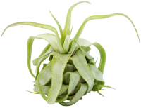 Tillandsia streptophylla M, Tillandsien,...