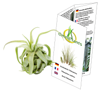 Tillandsia streptophylla M, Tillandsien, Bromeliengewächs