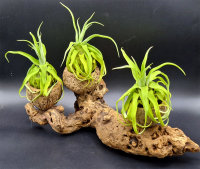 Tillandsia streptophylla M, Tillandsien, Bromeliengewächs