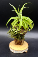 Tillandsia streptophylla M, Tillandsien, Bromeliengewächs