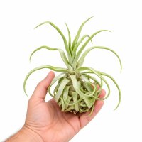 Tillandsia streptophylla M – Tillandsie ca. 14–16 cm – exotische Luftpflanze ohne Erde – Bromelie für Deko, Terrarium & Pflanzenarrangements