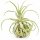 Tillandsia streptophylla M – Tillandsie ca. 14–16 cm – exotische Luftpflanze ohne Erde – Bromelie für Deko, Terrarium & Pflanzenarrangements