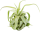 Tillandsia streptophylla M, Tillandsien, Bromeliengewächs