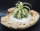 Tillandsia streptophylla M, Tillandsien, Bromeliengewächs