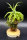 Tillandsia streptophylla M, Tillandsien, Bromeliengewächs