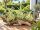 Tillandsia streptophylla M – Tillandsie ca. 14–16 cm – exotische Luftpflanze ohne Erde – Bromelie für Deko, Terrarium & Pflanzenarrangements