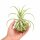 Tillandsia streptophylla M – Tillandsie ca. 14–16 cm – exotische Luftpflanze ohne Erde – Bromelie für Deko, Terrarium & Pflanzenarrangements