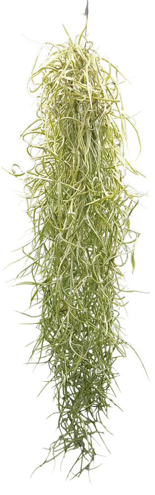 Tillandsia usneoides, Tillandsien, Bromeliengewchs, 13.90