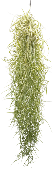 Tillandsia usneoides 50–60 cm – Spanisches Moos, Luftpflanze ohne Erde, für Fenster, Terrarium & Naturdeko