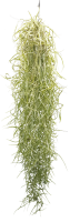 Tillandsia usneoides 50–60 cm – Spanisches...