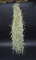 Tillandsia usneoides 50–60 cm – Spanisches...