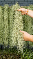 Tillandsia usneoides 50–60 cm – Spanisches Moos, Luftpflanze ohne Erde, für Fenster, Terrarium & Naturdeko