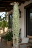 Tillandsia usneoides 50–60 cm – Spanisches Moos, Luftpflanze ohne Erde, für Fenster, Terrarium & Naturdeko