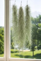 Tillandsia usneoides 50–60 cm – Spanisches Moos, Luftpflanze ohne Erde, für Fenster, Terrarium & Naturdeko