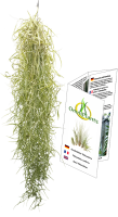 Tillandsia usneoides, Tillandsien, Bromeliengewchs, 13.90