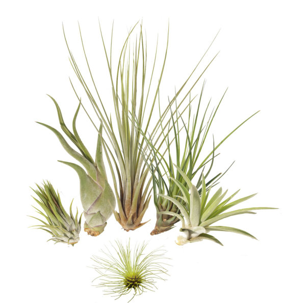 Tillandsien 5er-Mix + eine 1 EXTRA, Tillandsia, Bromeliengewächs