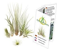 Tillandsien 5er-Mix + eine 1 EXTRA, Tillandsia, Bromeliengewächs