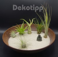 Tillandsien 5er-Mix + eine 1 EXTRA, Tillandsia, Bromeliengewächs