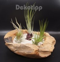 Tillandsien 5er-Mix + eine 1 EXTRA, Tillandsia, Bromeliengewächs