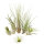 Tillandsien 5er-Mix + eine 1 EXTRA, Tillandsia, Bromeliengewächs