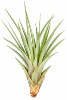 Tillandsia fasciculata L – große Luftpflanze...