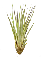 Tillandsia fasciculata L
