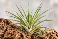 Tillandsia fasciculata L – große Luftpflanze...