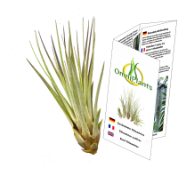 Tillandsia fasciculata L