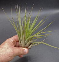 Tillandsia fasciculata L