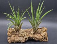 Tillandsia fasciculata L