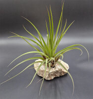 Tillandsia fasciculata L