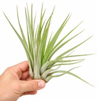 Tillandsia fasciculata L – große Luftpflanze ca. 25 cm – Air Plant Deko