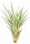 Tillandsia fasciculata L – große Luftpflanze ca. 25 cm – Air Plant Deko