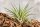 Tillandsia fasciculata L – große Luftpflanze ca. 25 cm – Air Plant Deko