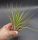 Tillandsia fasciculata L