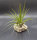 Tillandsia fasciculata L