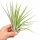 Tillandsia fasciculata L – große Luftpflanze ca. 25 cm – Air Plant Deko