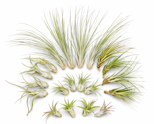 Tillandsien 20er Mix (5 Sorten x4) – Luftpflanzen Set 5–22 cm – Pflegeleicht, ohne Erde – Bromeliengewächs – Deko Pflanzen für Zuhause, Terrarium & Geschenk – plastikfrei verpackt