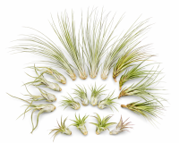 Tillandsien 20er Mix (5 Sorten x4) – Luftpflanzen...
