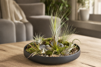 Tillandsien 20er Mix (5 Sorten x4) – Luftpflanzen...