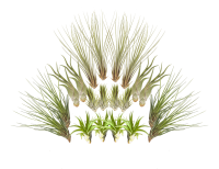 Tillandsien 20er-Mix, Tillandsia, Bromeliengewächs