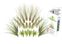 Tillandsien 20er-Mix, Tillandsia, Bromeliengewächs