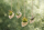 Tillandsien 20er Mix (5 Sorten x4) – Luftpflanzen Set 5–22 cm – Pflegeleicht, ohne Erde – Bromeliengewächs – Deko Pflanzen für Zuhause, Terrarium & Geschenk – plastikfrei verpackt