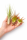 Tillandsien 20er Mix (5 Sorten x4) – Luftpflanzen Set 5–22 cm – Pflegeleicht, ohne Erde – Bromeliengewächs – Deko Pflanzen für Zuhause, Terrarium & Geschenk – plastikfrei verpackt