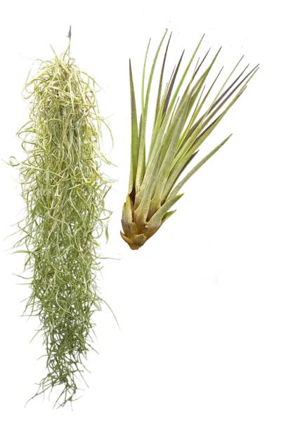 Tillandsien 2er XL Mix , Tillandsia usneoides, Tillandsia fasciculata