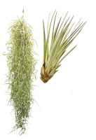 Tillandsien 2er XL Mix , Tillandsia usneoides, Tillandsia...