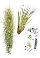 Tillandsien 2er XL Mix , Tillandsia usneoides, Tillandsia...