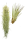 Tillandsien 2er XL Mix , Tillandsia usneoides, Tillandsia fasciculata