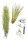Tillandsien 2er XL Mix , Tillandsia usneoides, Tillandsia fasciculata
